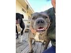 Cori, Labrador Retriever For Adoption In Chatsworth, California