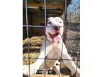 Molson, American Staffordshire Terrier For Adoption In Toney, Alabama