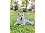 Mary, Jack Russell Terrier For Adoption In Toronto, Ontario