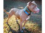 Norman, American Pit Bull Terrier For Adoption In New Kent, Virginia