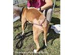 Staples, American Pit Bull Terrier For Adoption In Newport, North Carolina