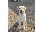 Sinbad, Labrador Retriever For Adoption In Dickson, Tennessee