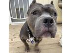Bronx Aka Mr. B Or B-box, American Pit Bull Terrier For Adoption In Chatsworth