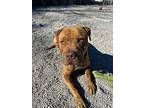Bobbi, American Pit Bull Terrier For Adoption In Newport, North Carolina