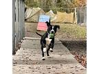Rock, American Pit Bull Terrier For Adoption In Newport, North Carolina