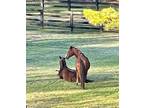 Adopt Austin and Beau a Thoroughbred