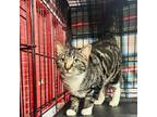 Adopt Tony the Tiger a Domestic Short Hair