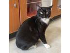 Adopt Casey a Domestic Short Hair