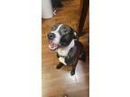 Adopt Chico a Pit Bull Terrier