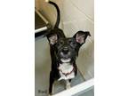 Adopt Ford a Labrador Retriever, Boxer