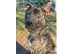 Adopt Bull a Dutch Shepherd, Mixed Breed