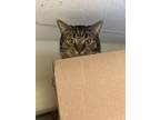 Adopt Vesuvius a Domestic Short Hair