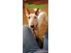 Adopt Loki a Bull Terrier