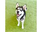 Adopt Hunter - Lonely Hearts Club a Husky