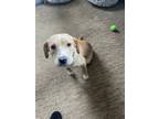 Adopt Tucker Mac - adoption pending a Beagle, Labrador Retriever