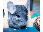 Adopt LUIGI a Chinchilla