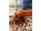 Adopt TOMMY a Hamster