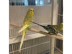 Adopt MINTU a Parakeet (Other)