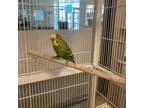 Adopt MINTU a Parakeet (Other)