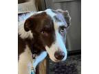 Adopt Ben a Border Collie