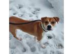 Adopt Butch-Foster a Mixed Breed