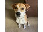 Adopt Butch-Foster a Mixed Breed