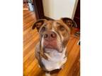 Adopt MILO a Pit Bull Terrier, Mixed Breed