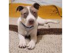 Adopt Dean a Pit Bull Terrier, Labrador Retriever