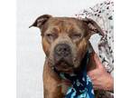 Adopt Ryu a Pit Bull Terrier, American Staffordshire Terrier