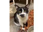 Adopt Stache a Domestic Short Hair, Tuxedo