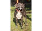 Adopt Baloo 23 a Weimaraner