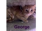 Adopt K-5- George a Domestic Short Hair