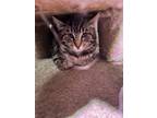 Adopt K-5- Harry a Domestic Short Hair