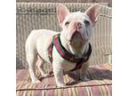 French Bulldog Puppy for sale in South Gate, CA, USA