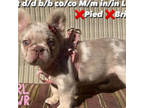 French Bulldog Puppy for sale in South Gate, CA, USA