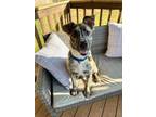 Adopt Milo Lizman a Mountain Cur