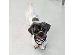 Adopt JD a Shih Tzu