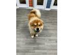 Adopt Charles a Chow Chow