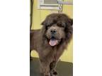 Adopt Butler a Chow Chow