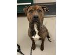 Adopt Pep A28 AVAILABLE a Pit Bull Terrier