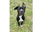 Adopt Julian a Mastiff