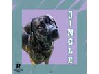 Adopt Jingle a Mixed Breed