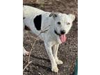 Adopt Chowder a Border Collie, Mixed Breed