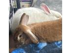 Adopt Pumpkin bonded Parsnip a Angora Rabbit, Holland Lop
