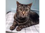 Adopt Willy Wonka a Domestic Short Hair