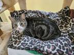 Adopt Jeffwee a American Shorthair, Domestic Short Hair