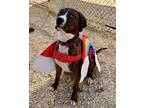Adopt Wally a American Staffordshire Terrier, Hound