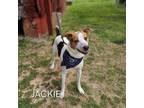 Adopt Jackie a Jack Russell Terrier, Mixed Breed
