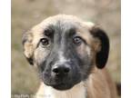 Adopt Thai a Belgian Shepherd / Malinois, Great Pyrenees