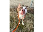 Adopt Caeser a Pit Bull Terrier, Mixed Breed